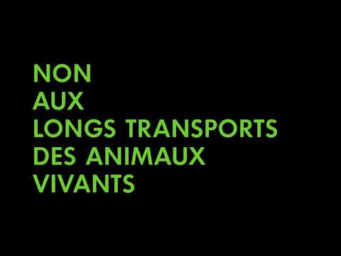 Beeld uit CIWF 'Long transports'